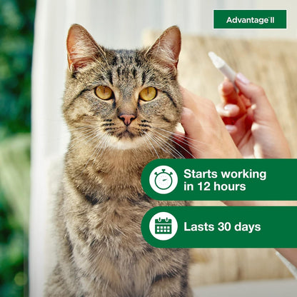 Advantage II Large Cat Vet-Recommended Flea Treatment & Prevention | Cats Over 9 lbs. | 1-Month Supply