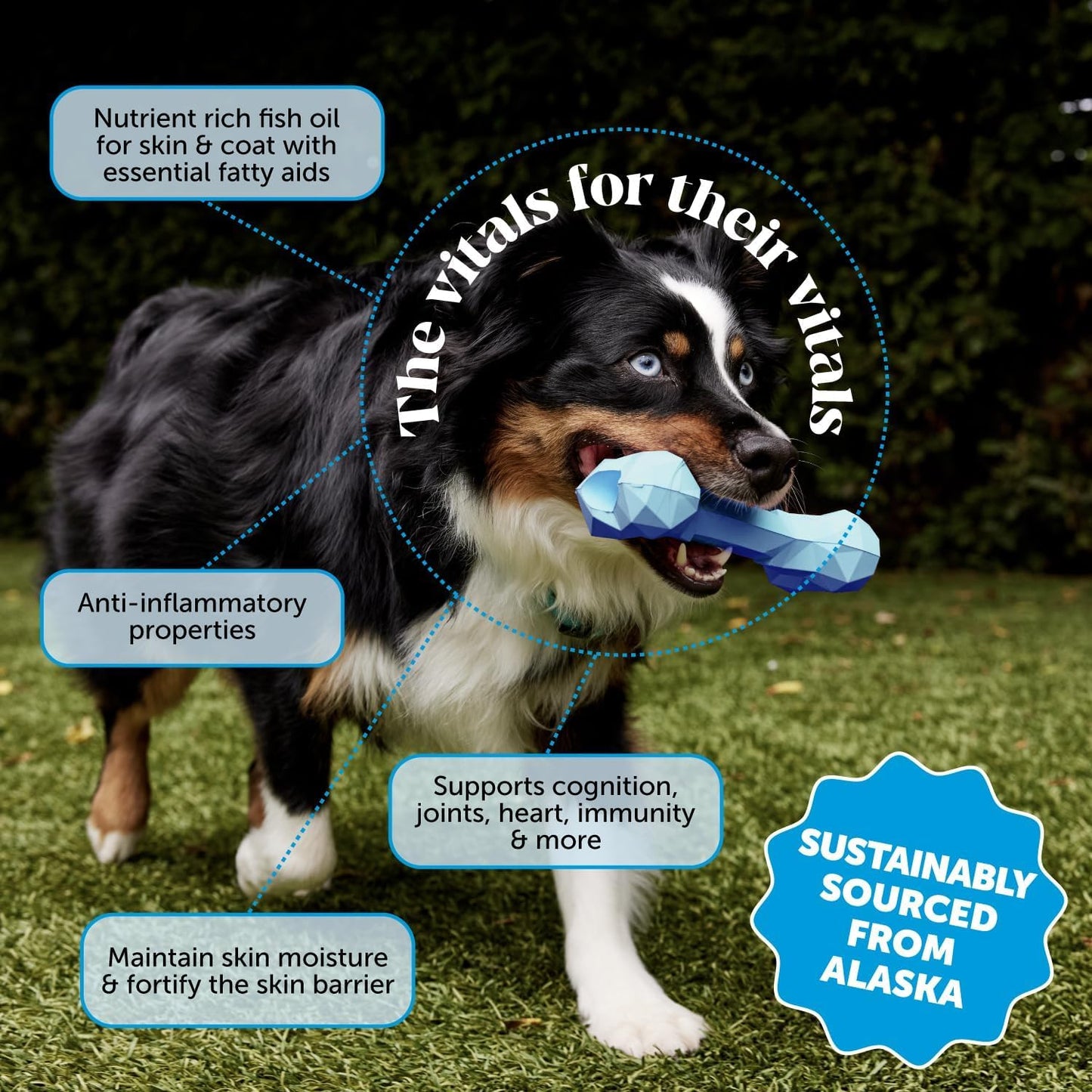 Omega 3 Fish Oil Supplement for Dogs & Cats (16oz), Wild Caught Omega 3 Fish Oil for Skin and Coat Health, Supports Shedding, Skin & Coat, Immunity, Joint, Brain & Heart, EPA + DHA