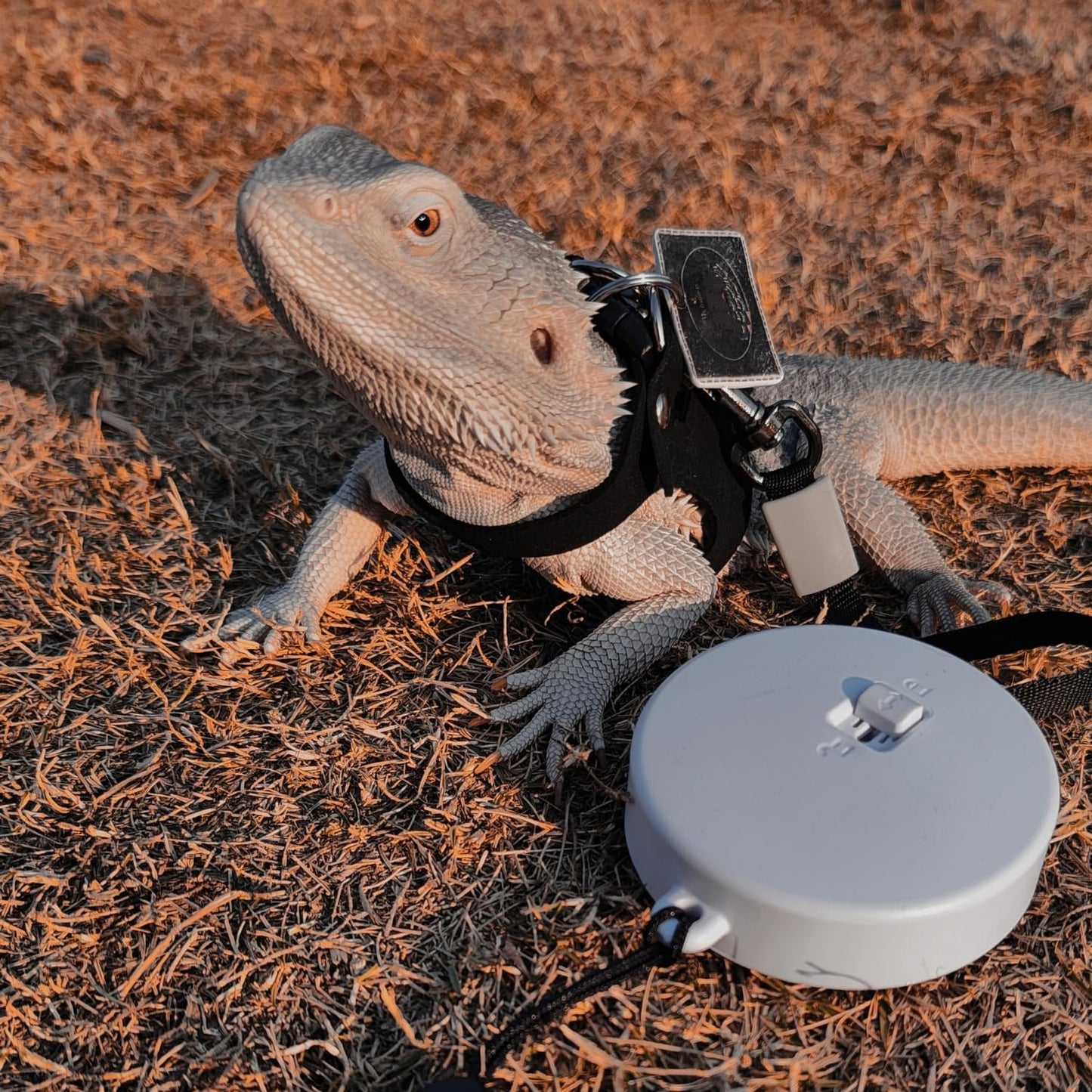 3 Pack Bearded Dragon Harness and Leash Set - Adjustable Soft Leather Lizard Harness with Retractable Leash Small Animal Traction Rope Walking Vest Accessories for Reptile Squirrel Rat (Black)