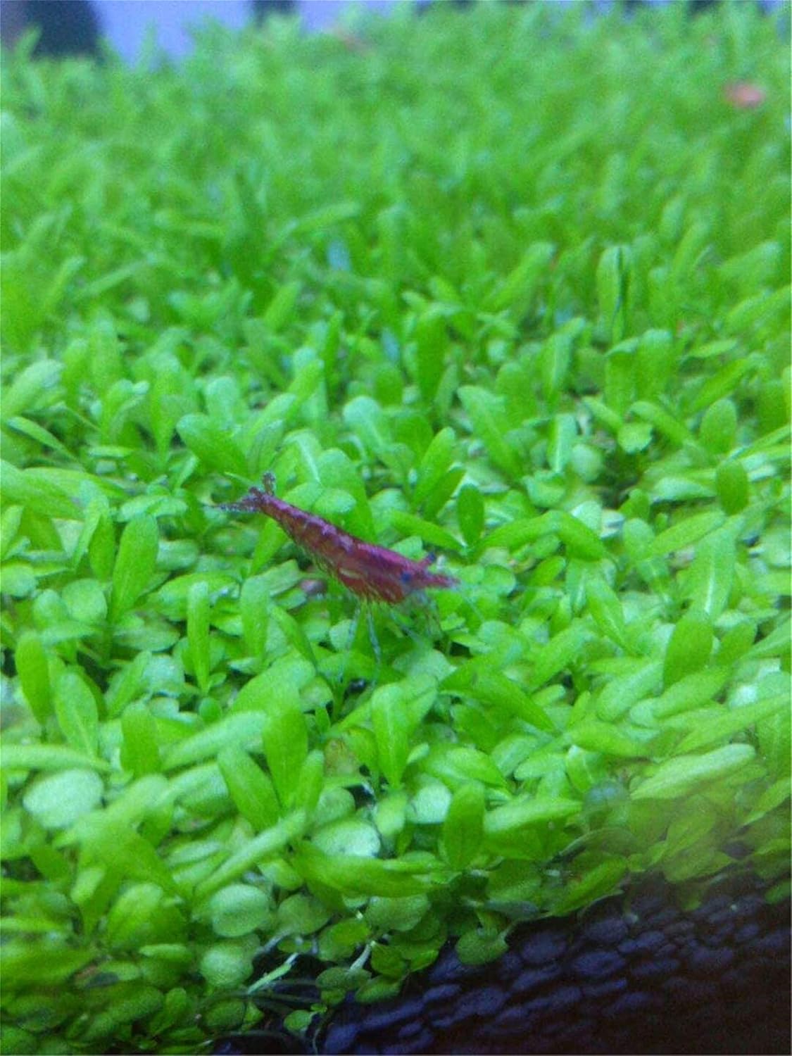 Aquarium Grass Plants Seeds Small Bacopa Monnieri Seeds 10g Fish Tank Decorations Hydroponic Growing Plant Seeds(Small Leaf)