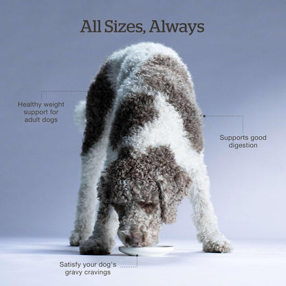 Now Fresh Good Gravy Premium Dry Dog Food with Grass-Fed Beef & Ancient Grains, Healthy Kibble for Adults Coated in Bone Broth – Just Add Water to Moisten, Made with Real Red Meat, 3.5 lb Bag