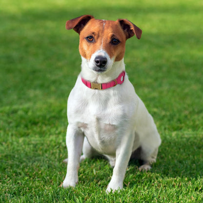 Reflective Leather Dog Collar with AirTag Holder - Soft Apple Airtag Dog Collar with Metal Buckle - Safety Cotton Pet Collars for Dogs Small Large Dogs Puppy (Pink, XS, 9"-12")