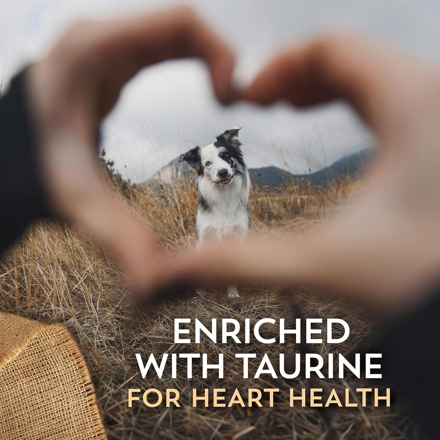 Wholesomes Sensitive Skin & Stomach with Salmon Protein Dry Dog Food 30 lb