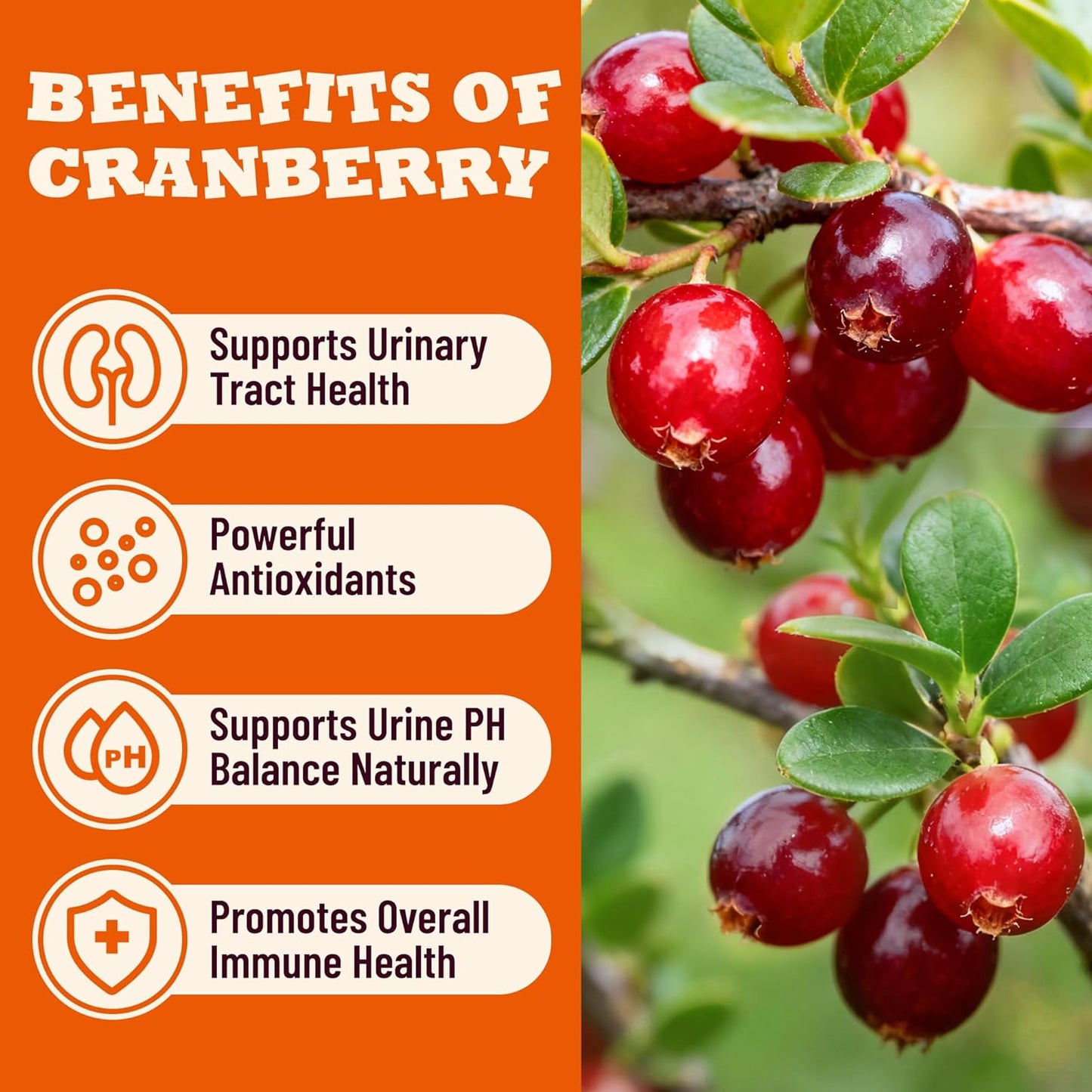 13.05 oz Urinary Tract Cat Treats - Cranberry Cat Treats for UTI, Kidney Support, Bladder Control - Chicken & Cranberry Flavor, Crunchy Snacks for Kittens