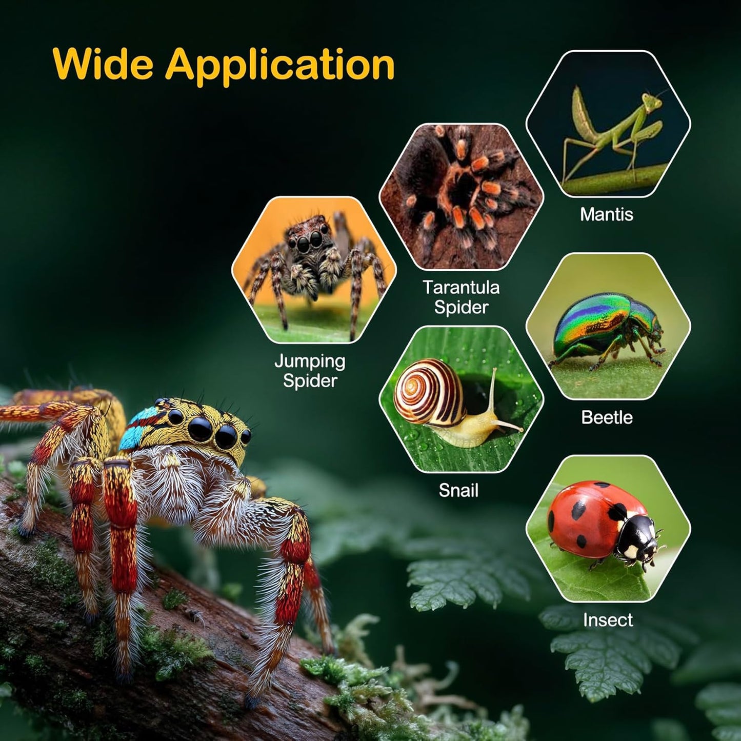 Jumping Spider Enclosure Kit,Escape Proof Reptile Tank,Transparent Acrylic Bug Habitat,Praying Mantis Terrariums,Arboreal Tarantula Cribs Cage,Insect Starter Container,Critter Keeper Large