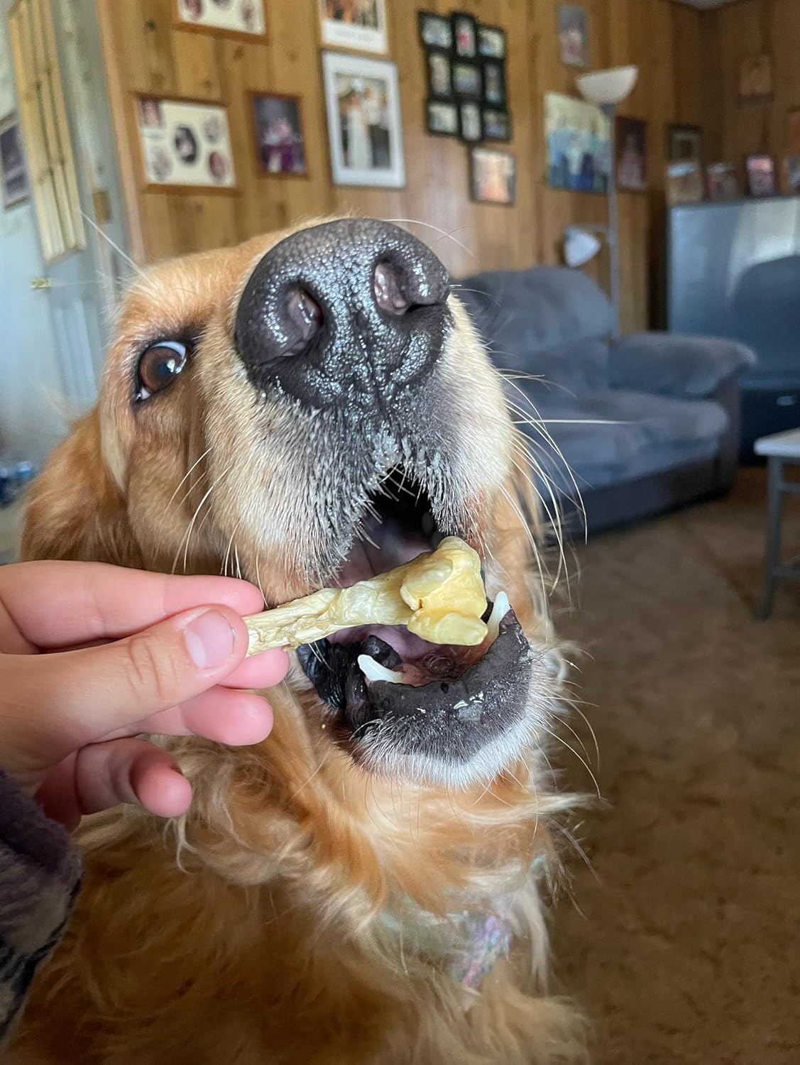 Munchbird Lamb Trotter Dehydrated Dog Treats Natural Glucosamine for Dogs Chondroitin for HIPS and Joints Lean Hypoallergenic Protein Rawhide Free. Alternative to Duck Feet Lamb Ears (4.5 oz)