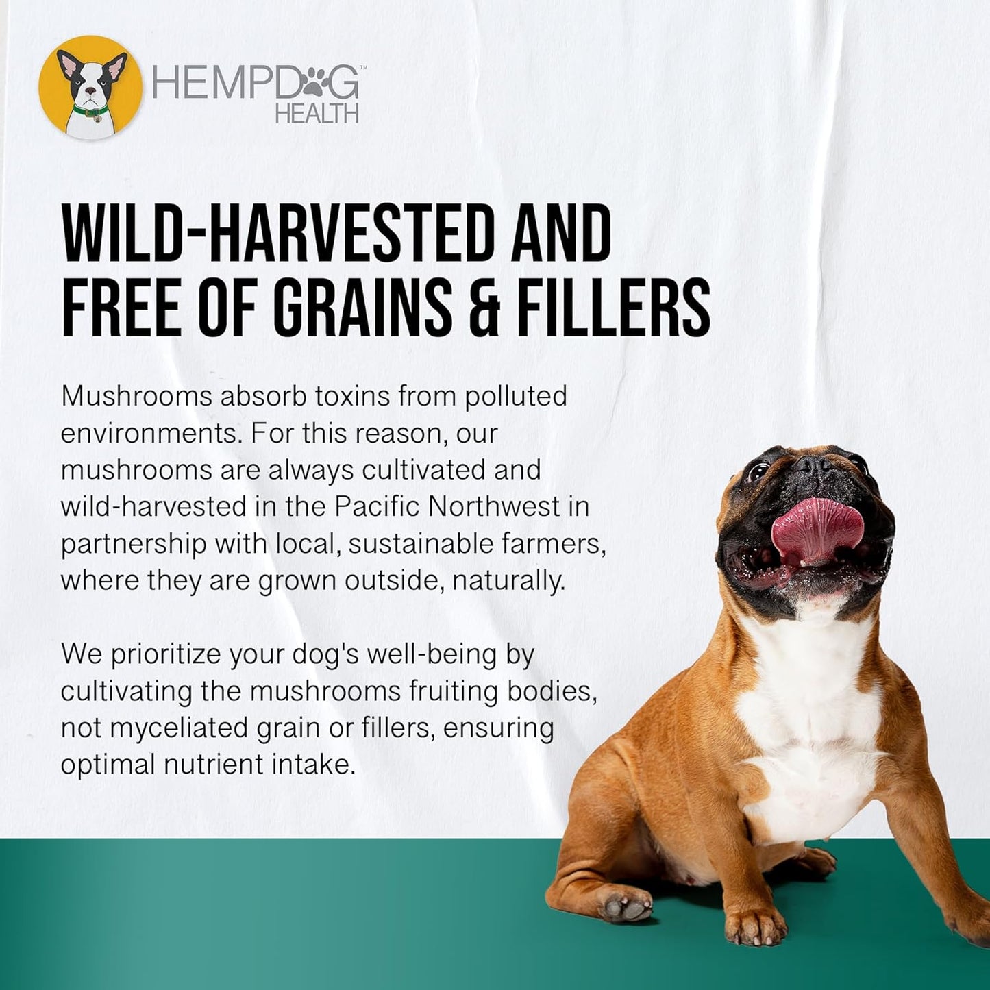 MycoDog Digest - Digestive Support Supplement for Dogs - Gut Health & Microbiome Balance - Probiotic Alternative with Functional Mushrooms and Adaptogens