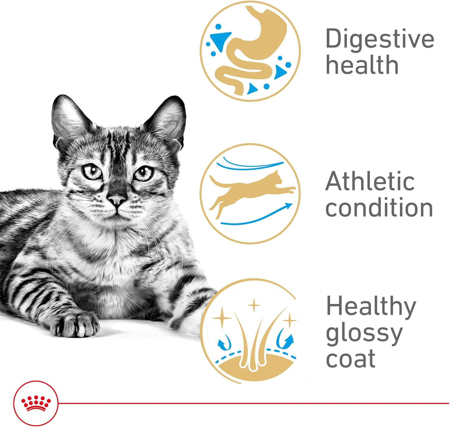 Royal Canin Feline Breed Nutrition Bengal Adult Dry Cat Food, 7 lb Bag