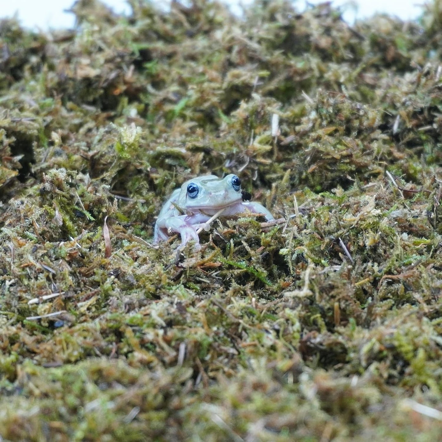 5oz Tree Frog Substrate, Ideal Toad House Terrarium Habitat Supplies