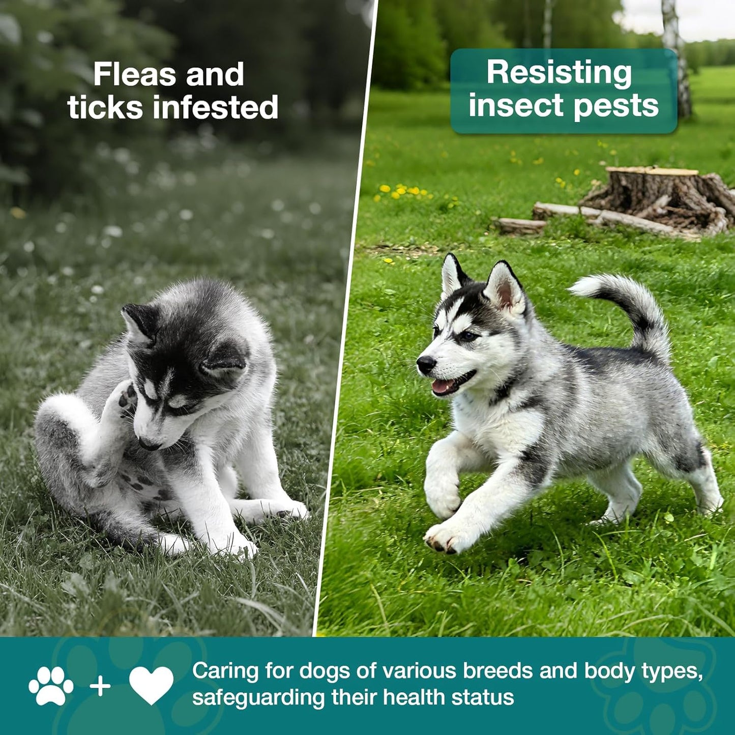 Flea and Tick Prevention for Dogs Chewables, 60 Chews, Natural Dog Flea and Tick Treatment Chewable Supplement for All Breeds & Ages, Beef Flavor