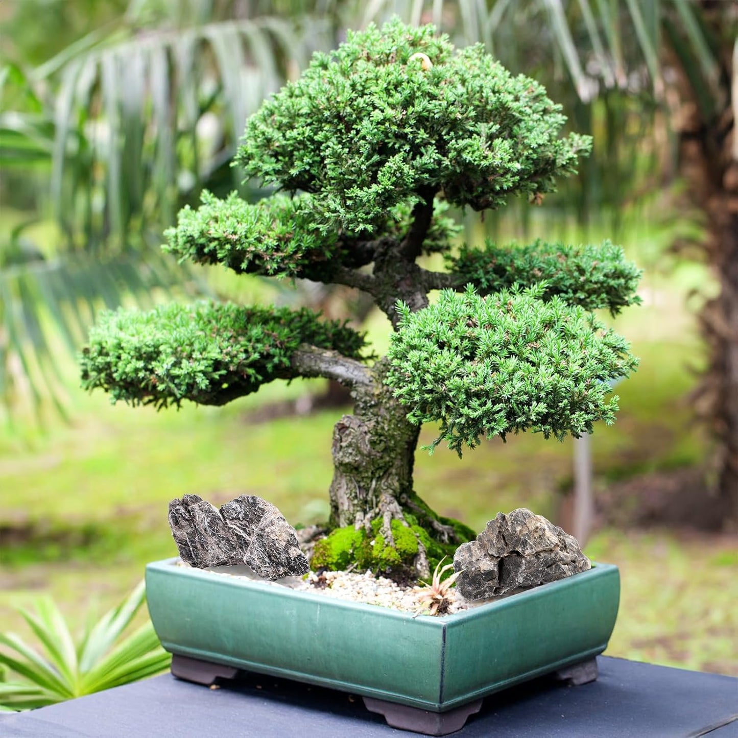 12lb Seiryu Stone, Aquarium Rocks for Terrariums, Paludarium, Vivariums, Reptile, Amphibian Enclosures, Fish Tank Decor for Aquarium Landscaping Models