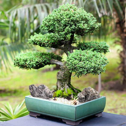 12lb Seiryu Stone, Aquarium Rocks for Terrariums, Paludarium, Vivariums, Reptile, Amphibian Enclosures, Fish Tank Decor for Aquarium Landscaping Models