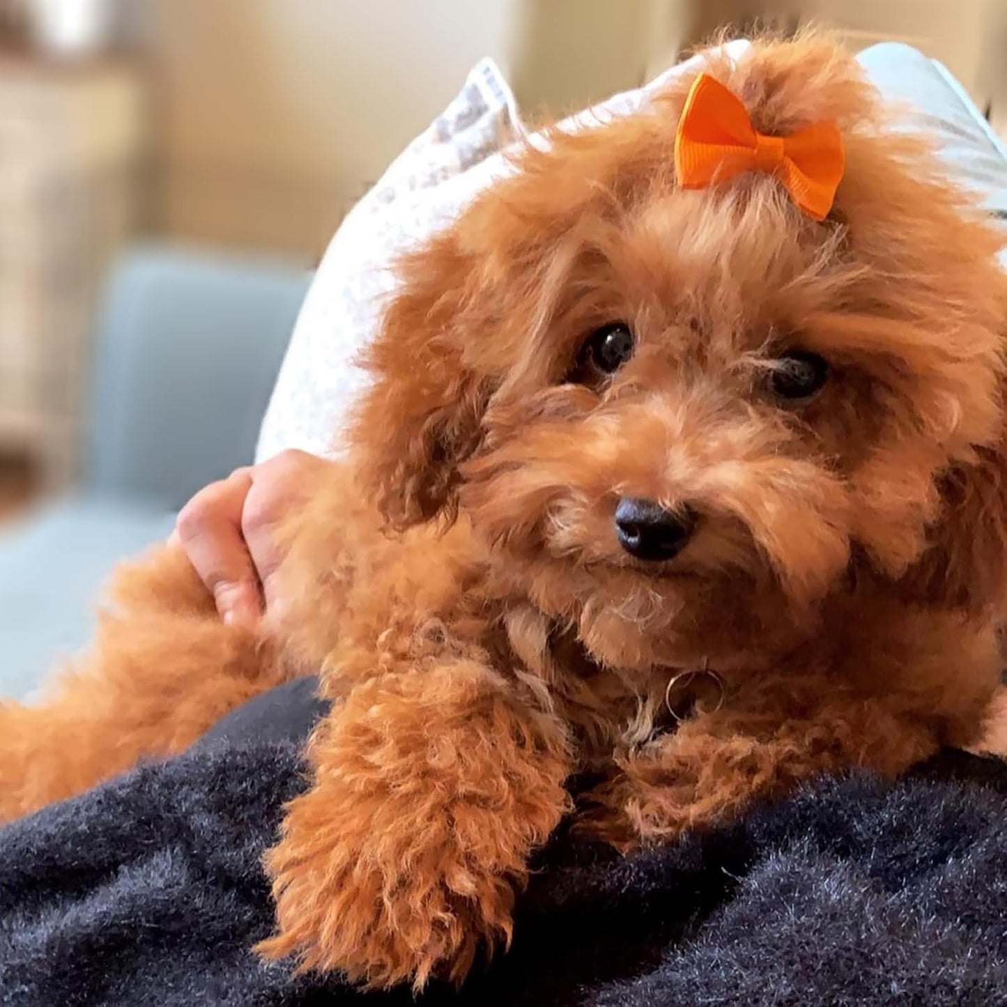 YAKA 60PCS (30 Paris) Cute Puppy Dog Small Bowknot Hair Bows with Rubber Bands Handmade Hair Accessories Bow Pet Grooming Products(Mix Colors)