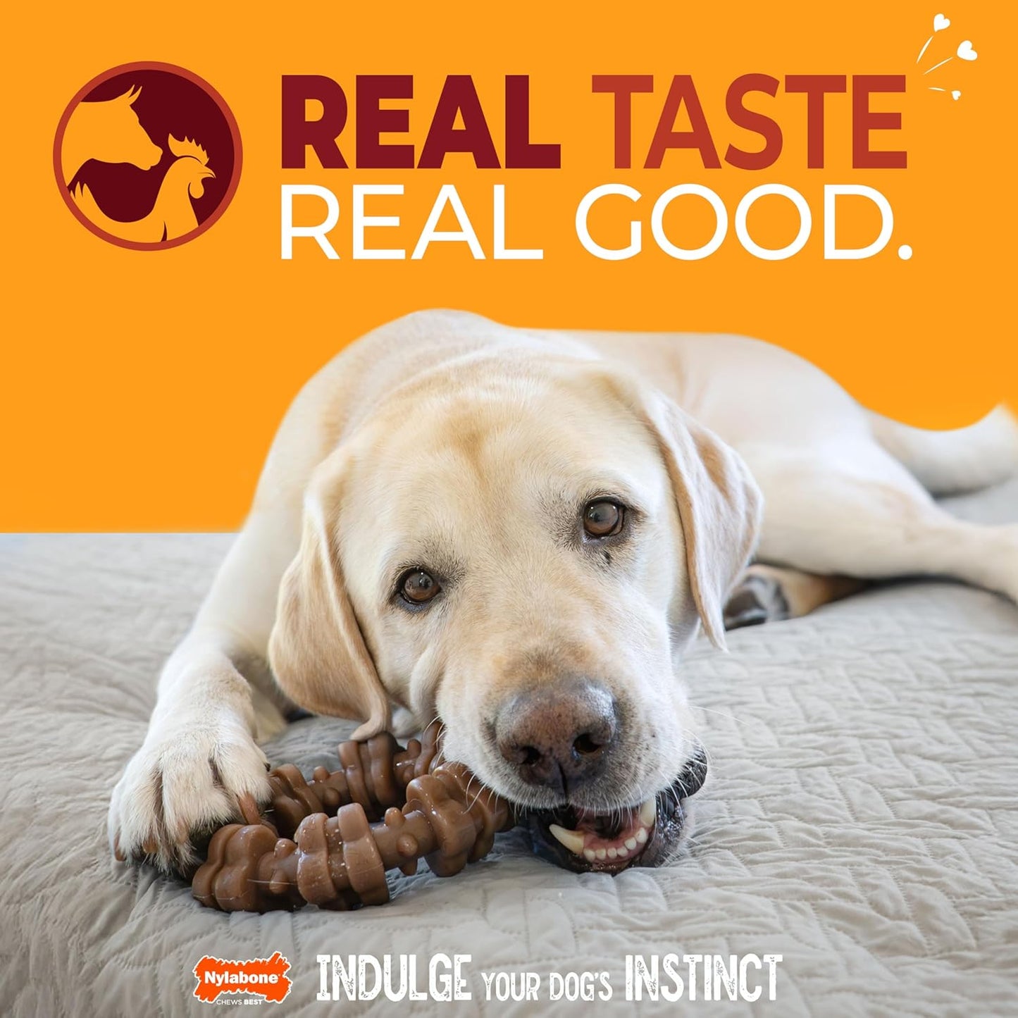 Nylabone Textured Ring Strong Chew Toy for Dogs Made with Real Beef & Chicken, Durable Dog Chew Bones for Aggressive Chewers, Keeps Dogs Busy, X-Large Dog Toys - 50+ lbs, 1 Count