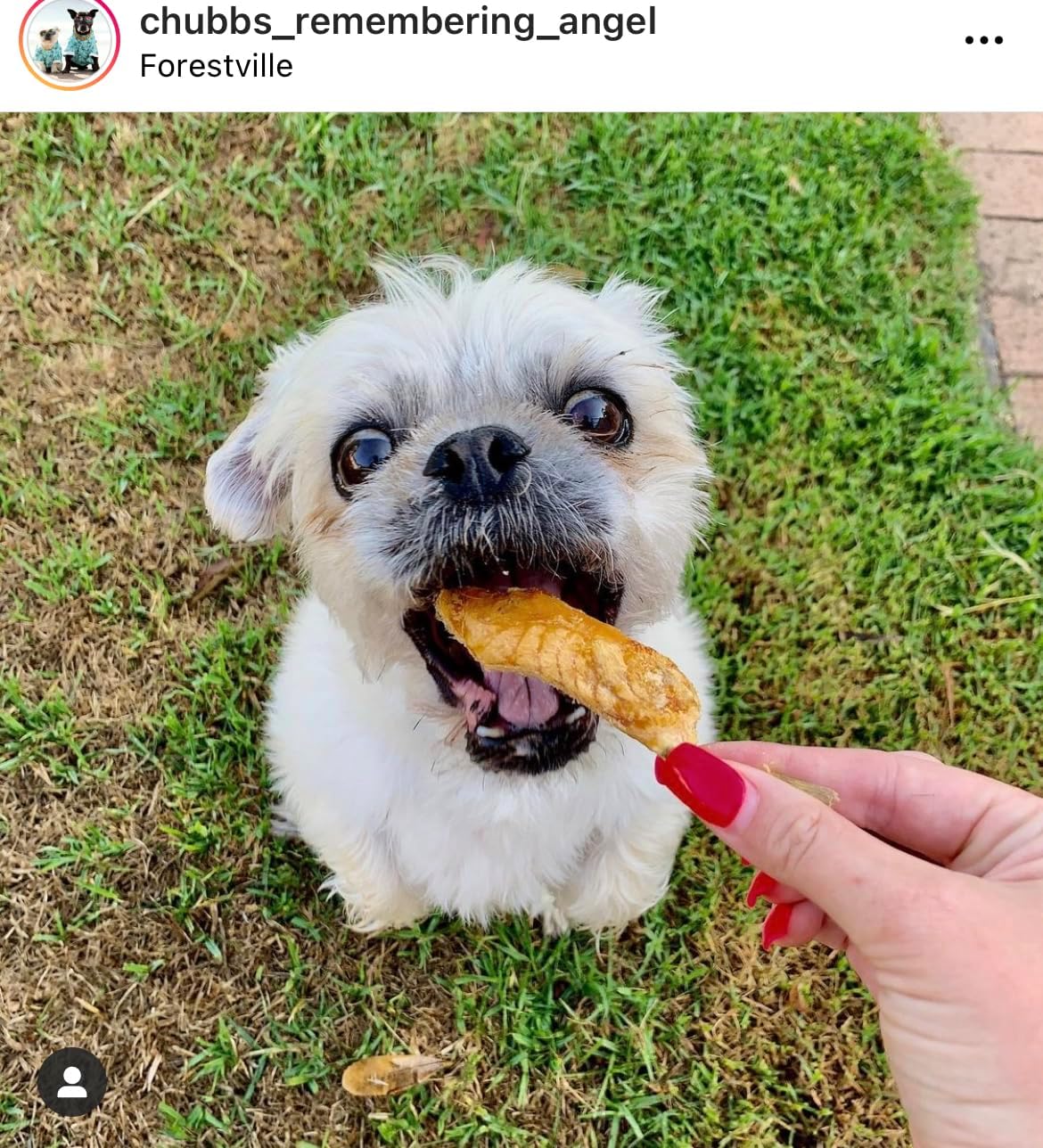 Freeze-Dried NZ King Salmon Pieces (Salmon Bellies) Healthy Dog & Cat Treats - Single Ingredient, No Artificial Colours, Additives, or Preservatives 2.29oz (65g) Bag