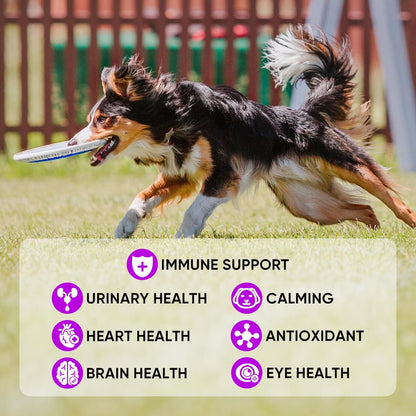 Dog Soft Chews – Joint Care, Skin & Coat, Gut Health, Immune Support