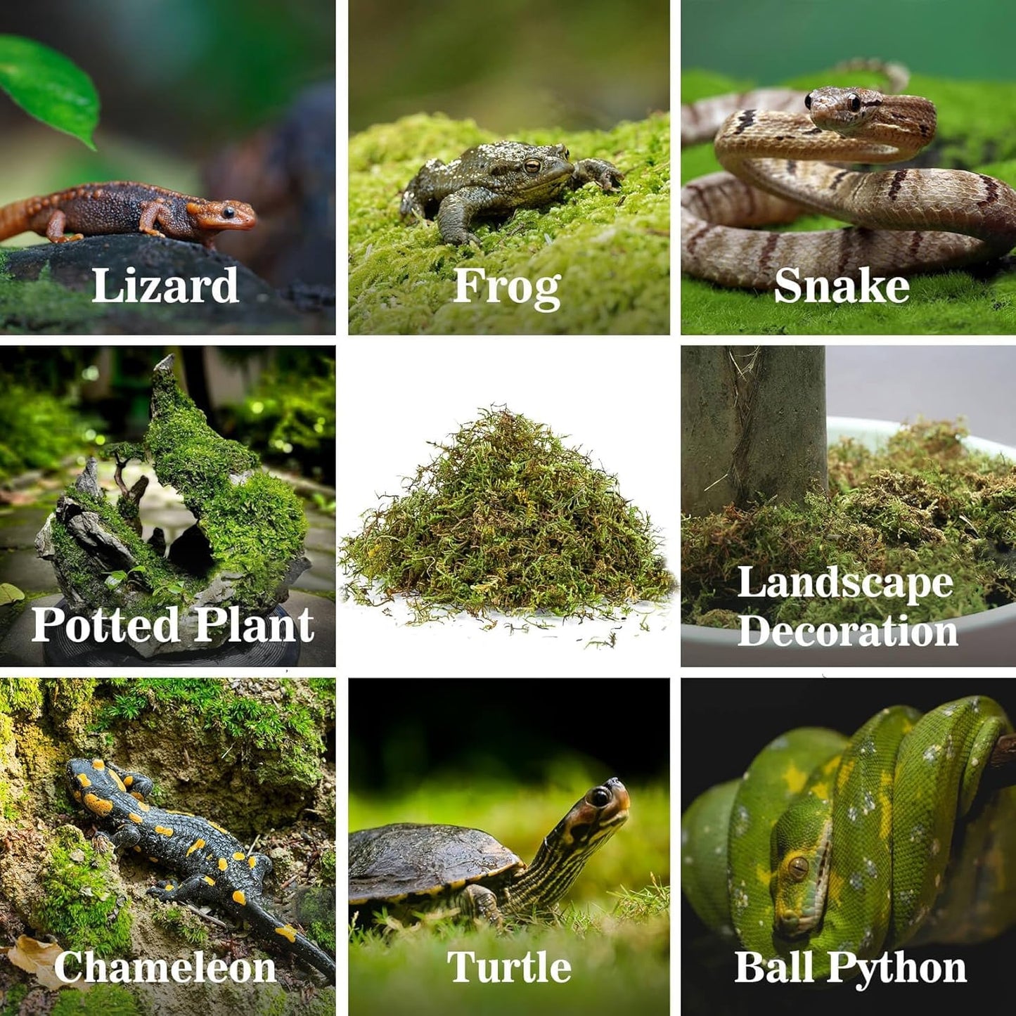 Sukh Sphagnum Moss for Reptiles -Terrarium Moss for Reptiles Peat Moss for Reptiles Habitat Bedding Moss for Snakes Turtle Frog Gecko and Other Reptiles Substrate (30, Ounces)