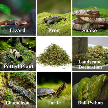 Sukh Sphagnum Moss for Reptiles -Terrarium Moss for Reptiles Peat Moss for Reptiles Habitat Bedding Moss for Snakes Turtle Frog Gecko and Other Reptiles Substrate (30, Ounces)