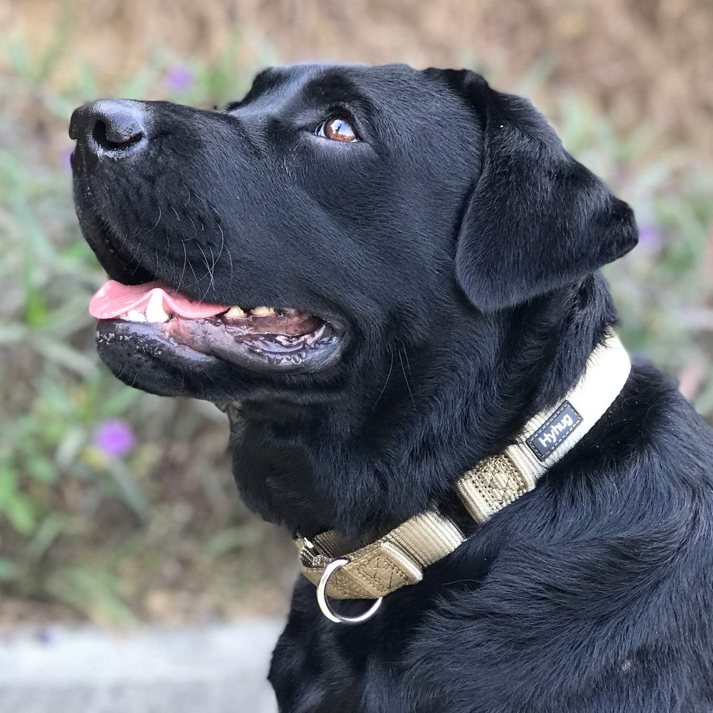 Hyhug Martingale Collar for Dogs Large Green |Escape - Proof Heavy Duty Nylon Durable No Pull, Ideal for Training & Daily Walks