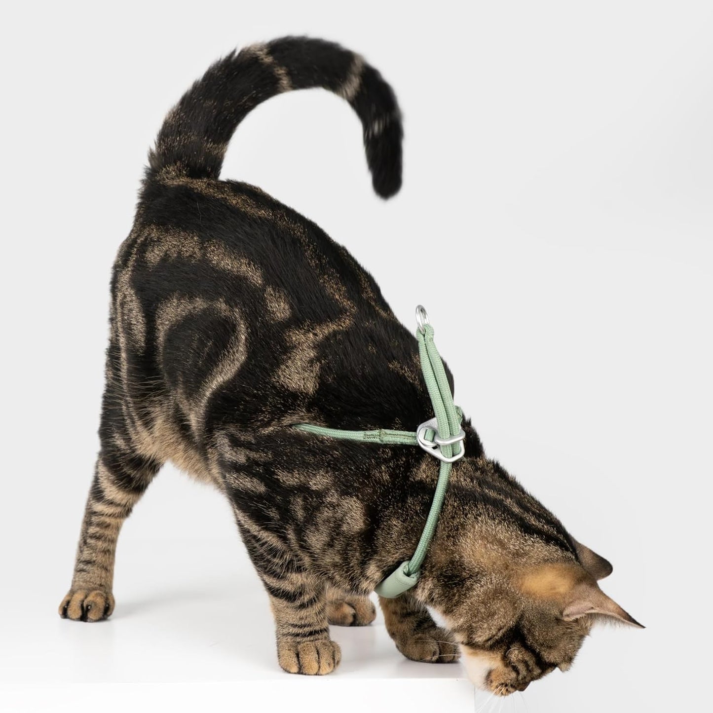 Escape Proof Y Shape Cat Harness Anti-Choke Buckle Adjustable Comfortable Padded Cat Vest Harness Anti Escape Cat Rope Harness for Kitten Small Medium Large Cats (Burgundy, S)