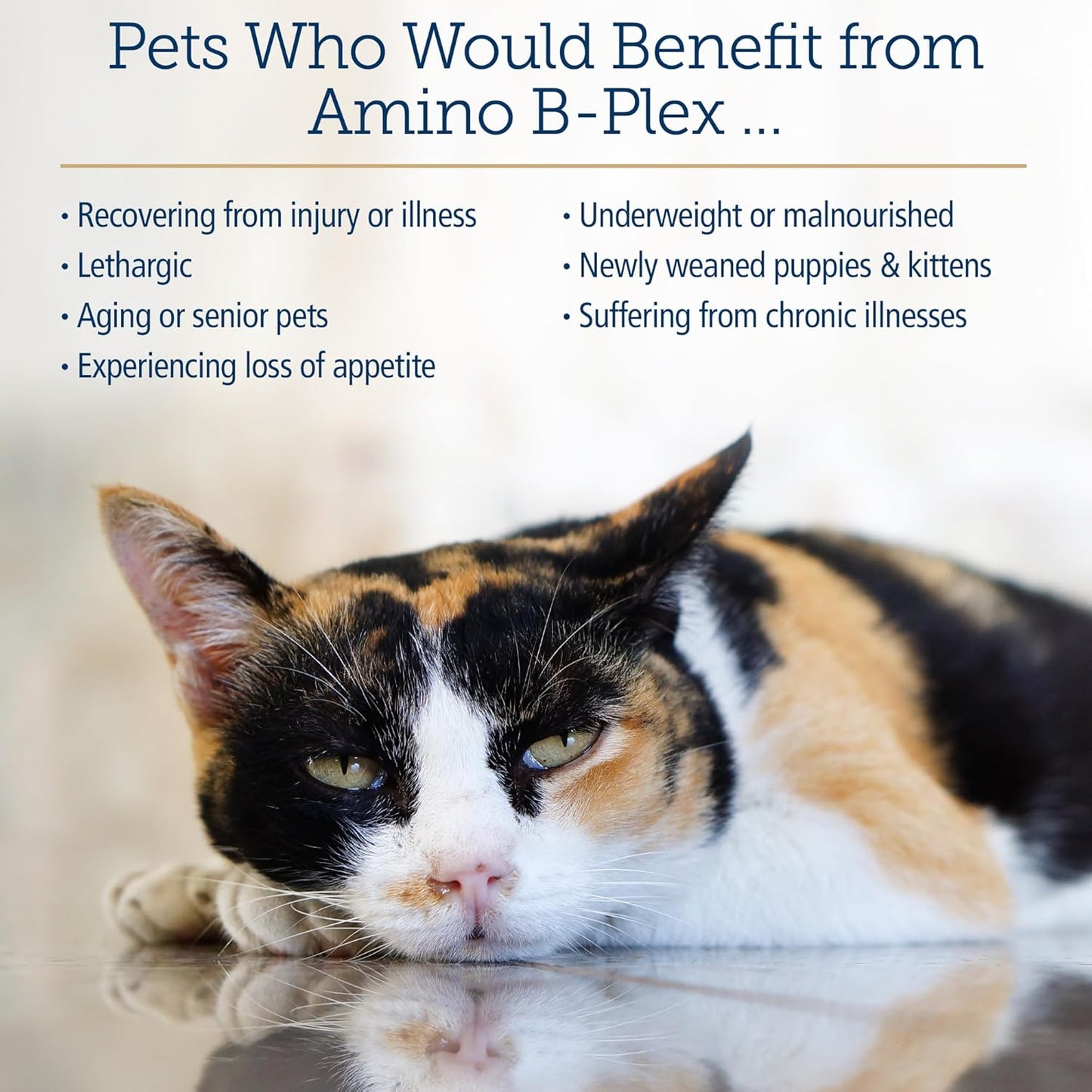 Rx Vitamins Amino B Plex Cat & Dog Supplement - Vitamin B Complex Liquid Plus Amino Acids for Dogs & Cats - Appetite Booster and Weight Gainer Cat & Dog Vitamins - 4 oz