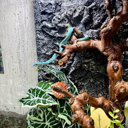 BNOSDM Reptile Grapevine Wood Decoration, Wooden Climb Tree Branch Decor, Grape Wood Branches for Leopard Gecko Lizard Frog Snake