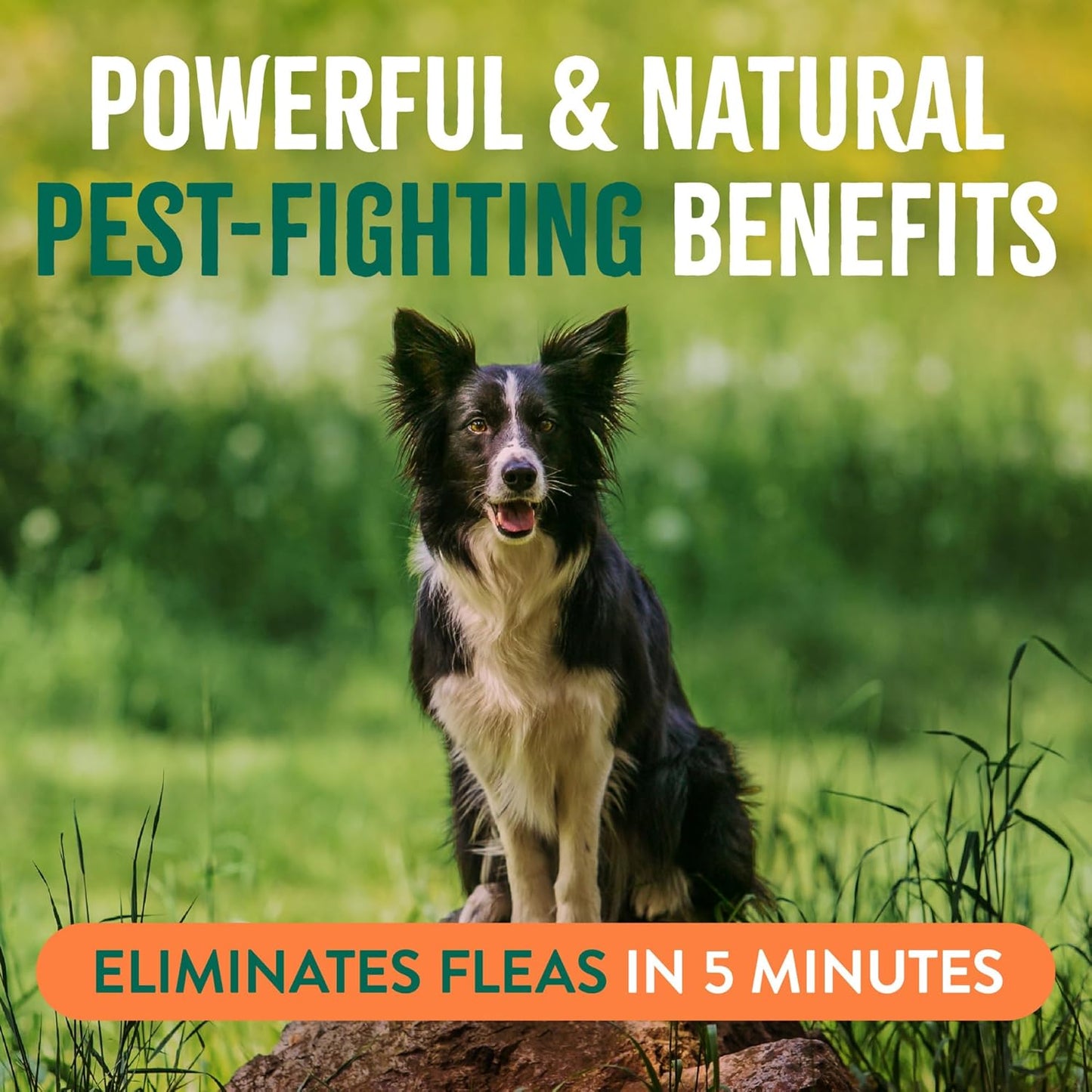 TropiClean Natural Maximum Strength Flea and Tick Spray for Dogs, 16oz