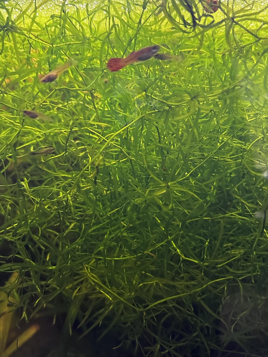 Guppy Grass (Najas guadalupensis) – Live Aquarium Plant