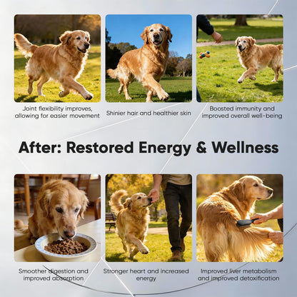 Senior Dog Supplements – Supports Cellular Vitality, Joint Flexibility, Liver & Heart Health, with NAD⁺, CoQ10, Chondroitin, for All Breeds Age 7+, 30 Sachets (5 Ct Each), Chicken