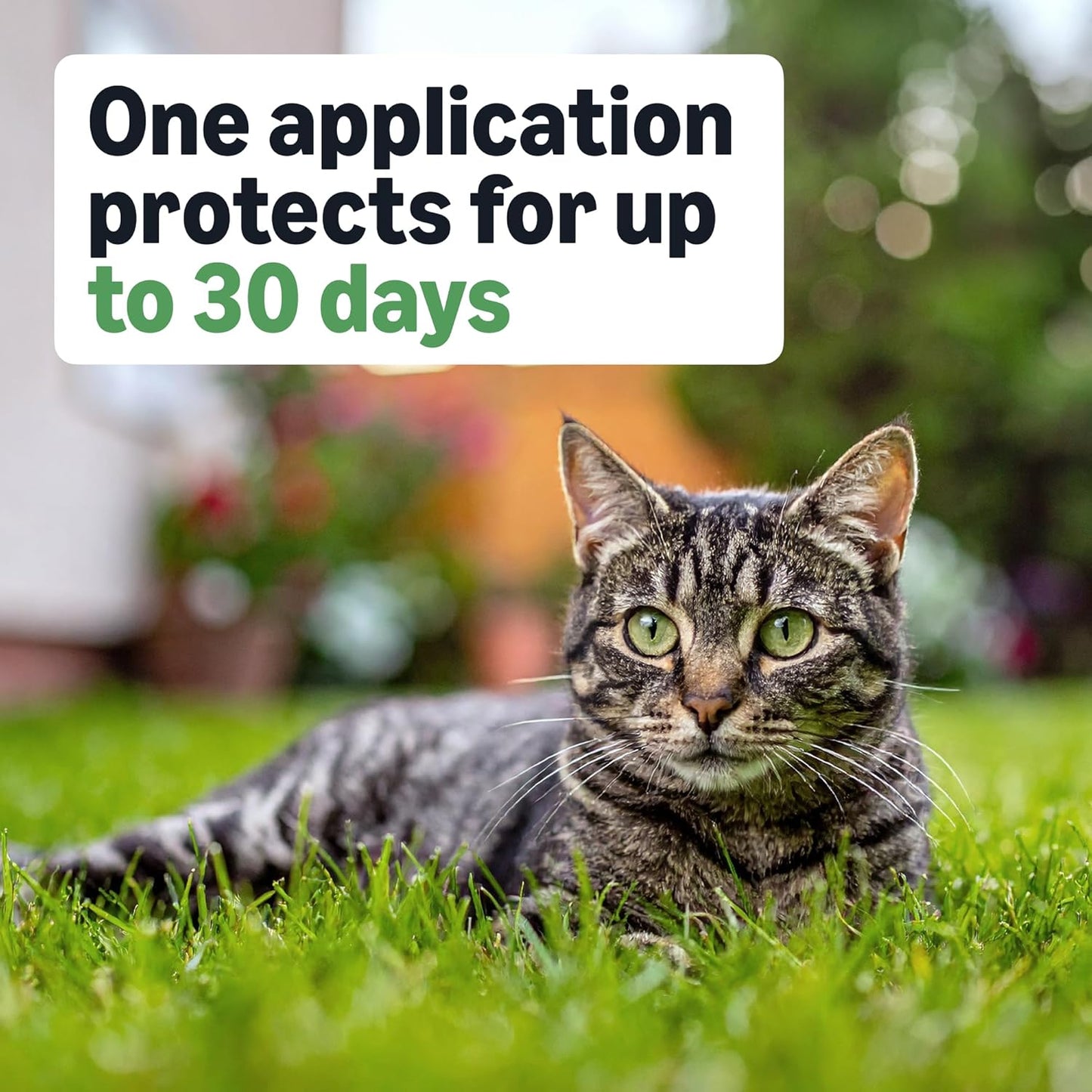 Amazon Basics PreventativeFlea and Tick Topical Treatment for Cats (Over 1.5 Pounds), 6 Count