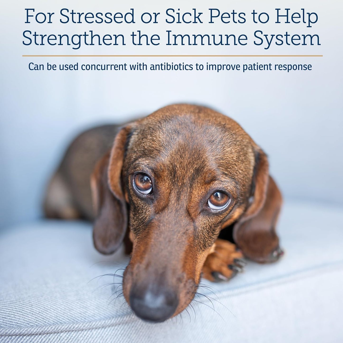 Rx Vitamins Liquid Immuno Dog & Cat Immune Support - Reishi Mushroom Supplement for Dogs & Cats Plus L-Lysine - Ideal Eye Supplements, Immunity Booster Supplements for Pets - 4 oz