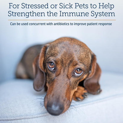 Rx Vitamins Liquid Immuno - with L-Lysine for Cats and Dog Health - Reishi Mushroom Supplement for Dogs & Cat Immune Support - Vitamins for Dogs and Dog Eye Supplements with Lutein - Chicken (2oz)