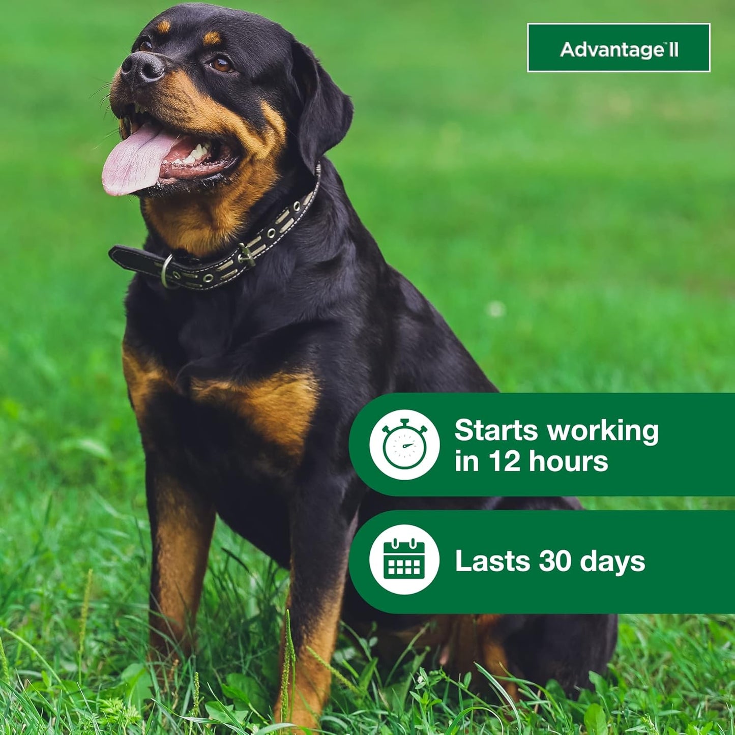 Bundle of Advantage II XL Dog| Dogs Over 55 lbs. | 4-Month Supply + Pet Protect Body Comfort+ Supplement for Dogs | 60 Chews