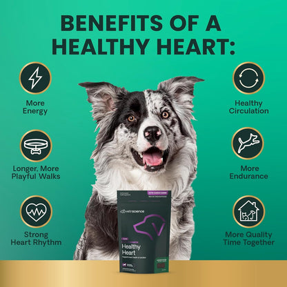 VetriScience Extra Strength Healthy Heart Chews, Vetri Cardio Supplement for Dogs, Heart Support Supplement with Taurine, Carnitine, CoQ10, Hawthorn and Berberine, Chicken, 60 Count