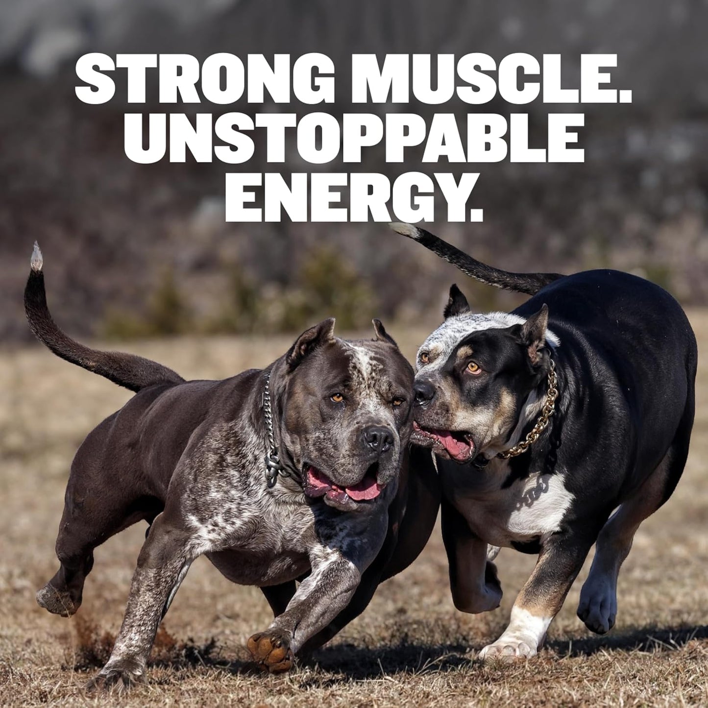 Bully Max Dry Dog Food for Adults & Puppies - High Protein & Fat for Muscle & Weight Gain - High Performance Dog Food Supplements - Small & Large Breed Dogs (530 Calories Per Cup), Beef, 15lb Bag