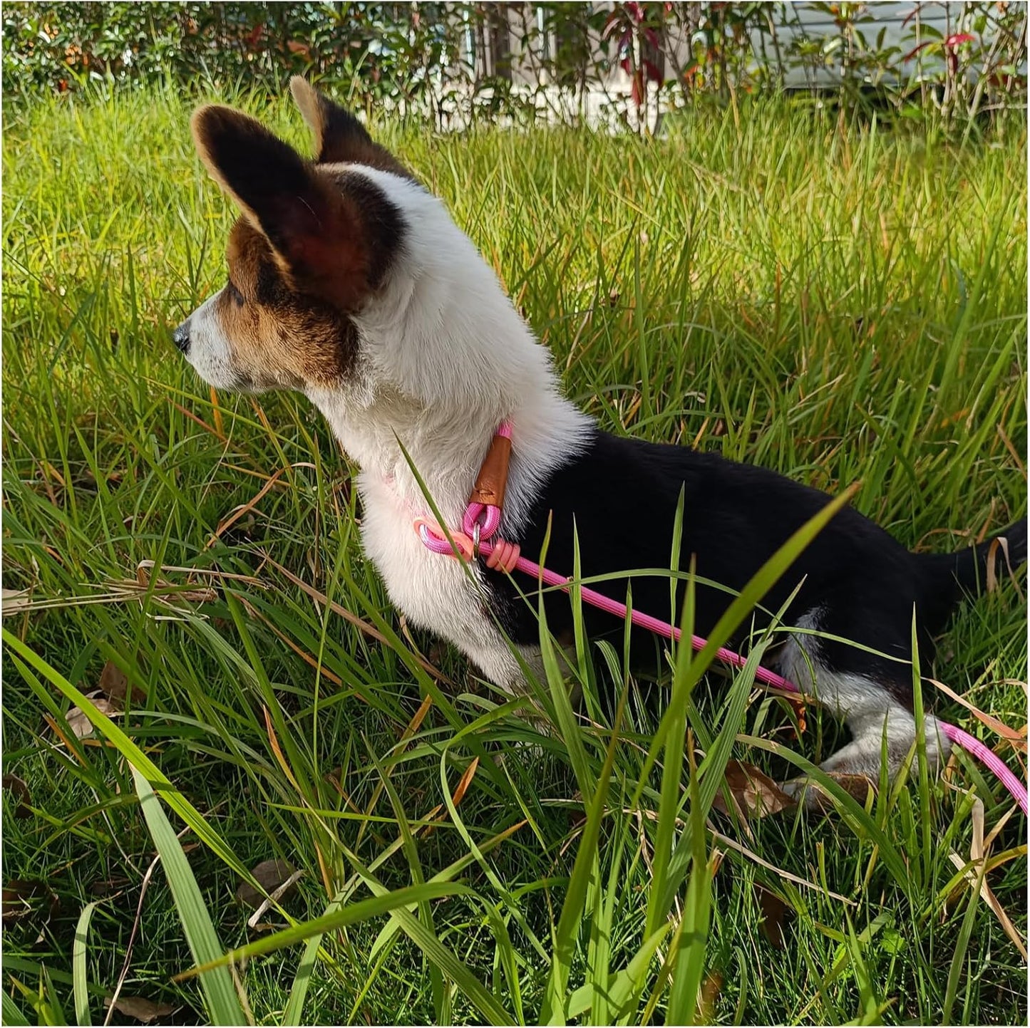 6ft Small Dog Training Leash, 1/4 inch (Black + Pink)