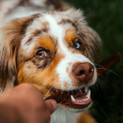 Best Bully Sticks 12 Inch Natural Collagen Sticks for Dogs - 5 Count (Pack of 1) - Long-Lasting, Rawhide Free, Beef Treat