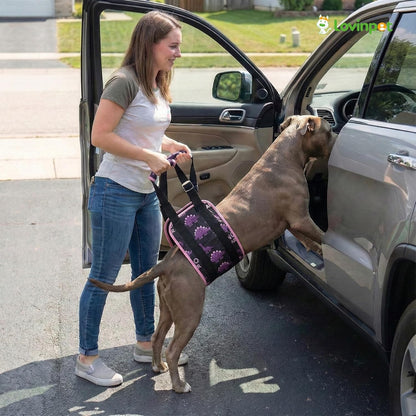LovinPet Adjustable Dog Lift Harness for Medium & Large Breeds, 3-Layer Rear Support Sling with Padded Handles, Quiet Hook-and-Loop, Easy-On for Senior & Injured Pets – Dinosaur Print, Black Pink