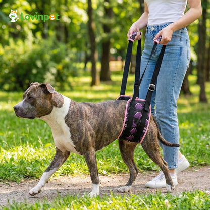 LovinPet Adjustable Dog Lift Harness for Medium & Large Breeds, 3-Layer Rear Support Sling with Padded Handles, Quiet Hook-and-Loop, Easy-On for Senior & Injured Pets – Dinosaur Print, Black Pink