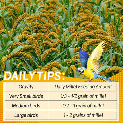 Sukh Millet Spray for Parrots - 30 Pcs Natural Sun-Dried Bird Treat, 12.6 Inches Bird Millets for Cockatiels, Budgies, Parakeets, Finches, Canaries and Pet Birds