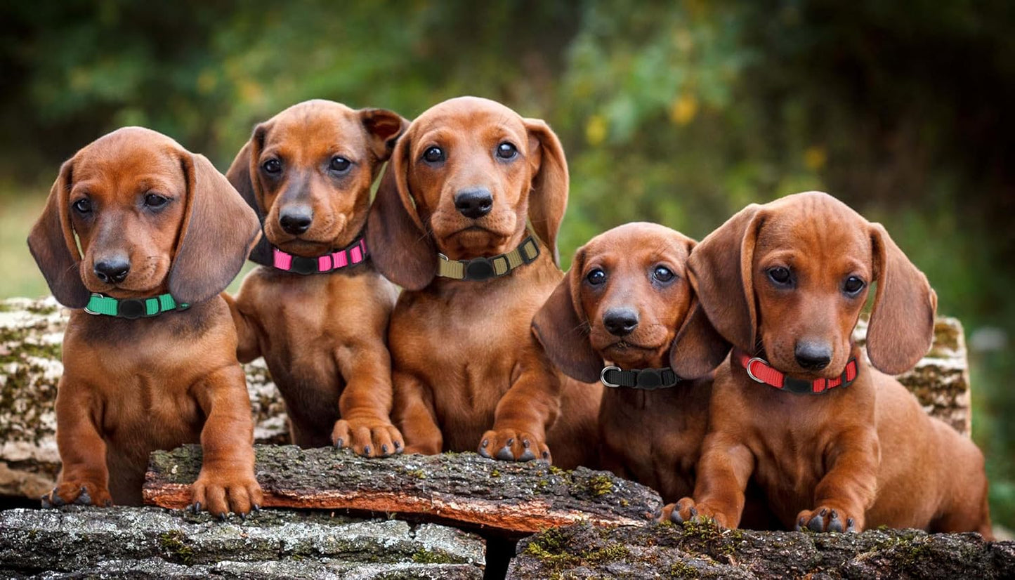 20 Pack Puppy Collars for Small Puppies Litter Safety Buckle Soft Nylon Whelping Collars Newborn Puppy Collars for Litter Puppies Collars(S)