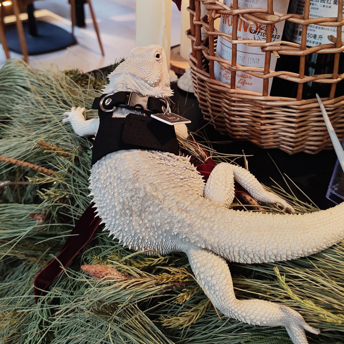 3 Pack Bearded Dragon Harness and Leash Set - Adjustable Soft Leather Lizard Harness with Retractable Leash Small Animal Traction Rope Walking Vest Accessories for Reptile Squirrel Rat (Black)