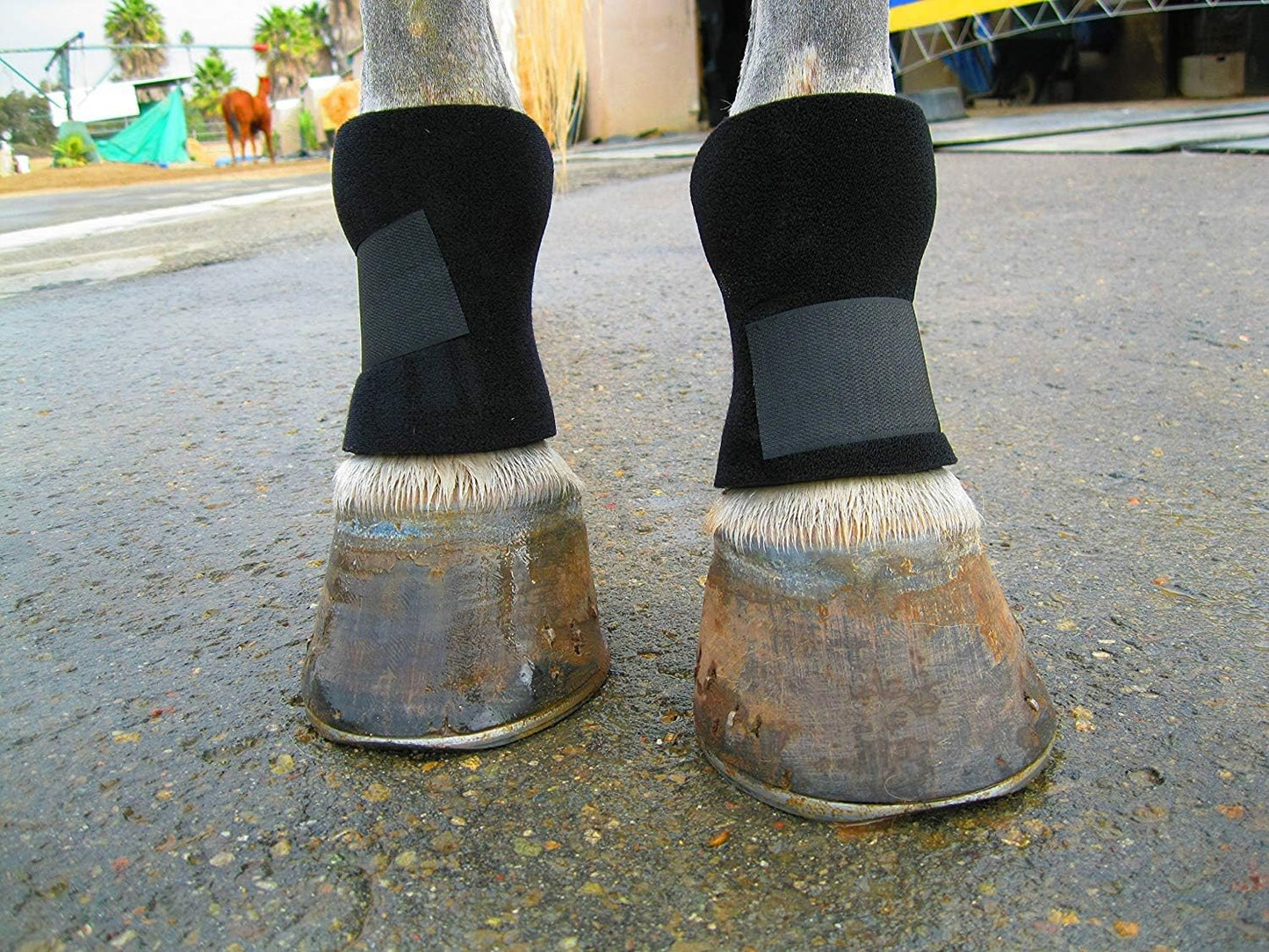 Bedsore Boots for Horses -Equine Leg Protection for Pressure Sores & Ulcers- Neoprene Stall Boots, Heal Wounds Faster, Easy On/Off, Washable & Air-Dry