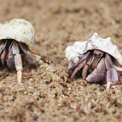 Natural Premium Sphagnum Moss Fiber Substrate for Hermit Crab, Ideal Accessories for Hermit Crab Tanks, Great for Mixing with Hermit Crab Sand