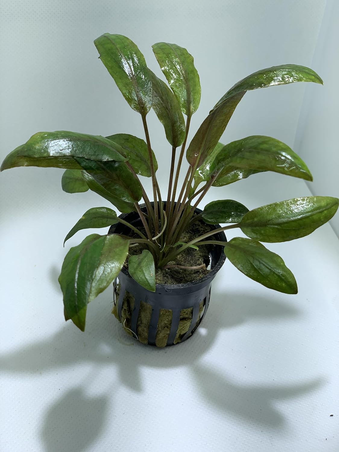 Marcus Fish Tanks - Cryptocoryne Wendtii Red Pot Live Aquairium Plant for Aquatic Freshwater Fish Tank Buy 2Get 1