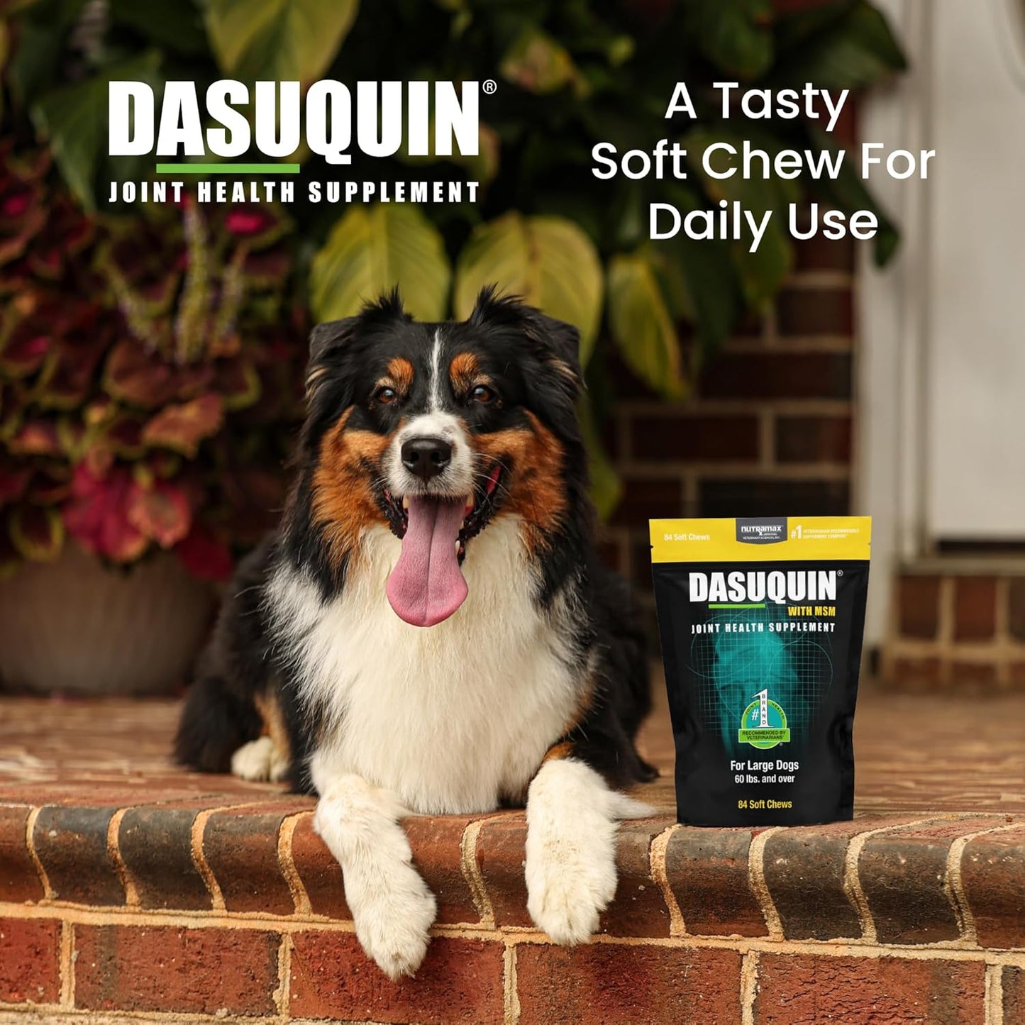Nutramax Dasuquin for Large Dogs, Joint Health Supplement, Contains Glucosamine for Dogs, Plus Chondroitin, ASU, MSM and More, Supports Healthy Joints, Soft Chews, 84 Count