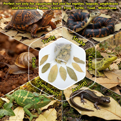 55+ Dried Longan Leaves (4-6 Inch) - Natural Terrarium Leaf Litter for Bioactive Setup, Isopods, Snakes, Frogs, Spiders, Betta Fish- Moisture Retention & Hiding Cover