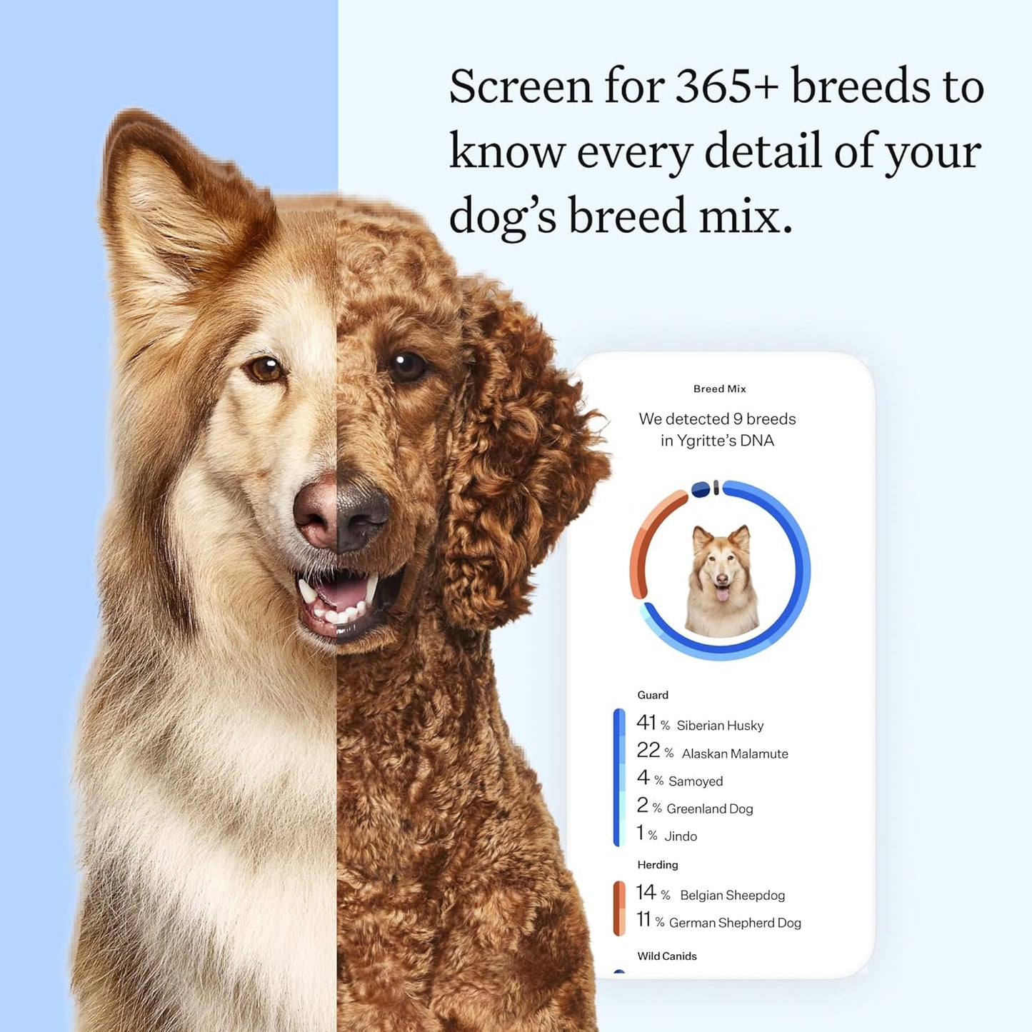 Wisdom Health Essential Dog DNA Kit | Most Accurate Test | 365+ Breeds | 30 Genetic Health Conditions | 50+ Traits, Relatives, Ancestry | Pack of 1
