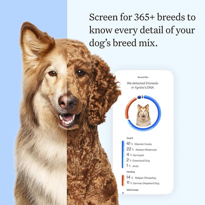 Wisdom Health Essential Dog DNA Kit | Most Accurate Test | 365+ Breeds | 30 Genetic Health Conditions | 50+ Traits, Relatives, Ancestry | Pack of 1