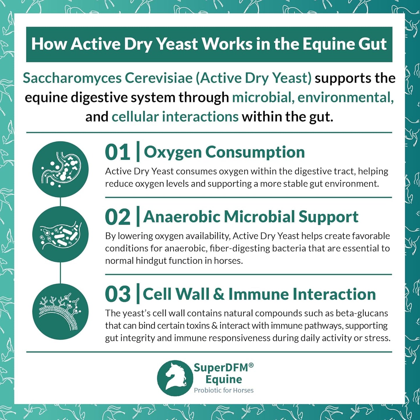 SuperDFM Equine Probiotics for Horses - All-Natural Horse Supplements to Support Gut Health & Nutrient Absorption - 1 lb (454 g) Approx. 224 Servings